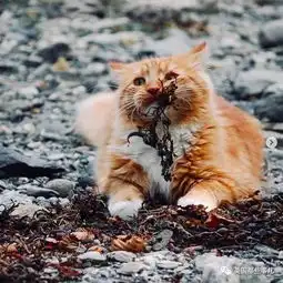 一只小奶橘长成只小松鼠这大概是我见过最爱运动的橘猫