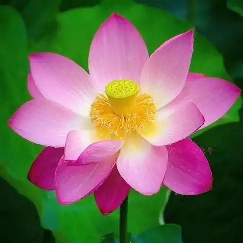 铁汁们,谁知道关于莲花的头像啊