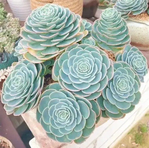 你的生肖是什么,今年最适合你的花就是
