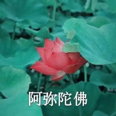 qq头像有字的荷花图片荷花头像图片大全集