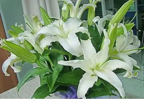 你家可有这些有毒的观赏花卉比如致脱发的郁金香