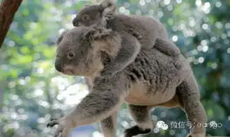 袋鼠不知道,考拉不喝水