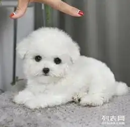 韩国引进最小的泰迪保健康签合同3年免费退可刷卡