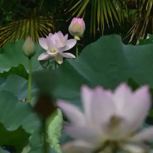 赏花区域扩大共青森林公园荷花进入最佳观赏期