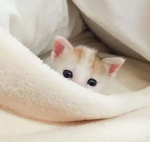 可爱的小奶猫,太萌了