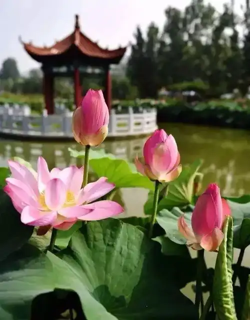 赏荷花何必去西湖潍坊的这些地方的荷塘简直美到爆