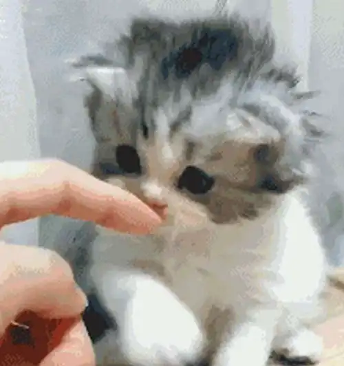 铲屎官用手逗小奶猫,下一秒就被咬住不松口我超凶的,别惹我