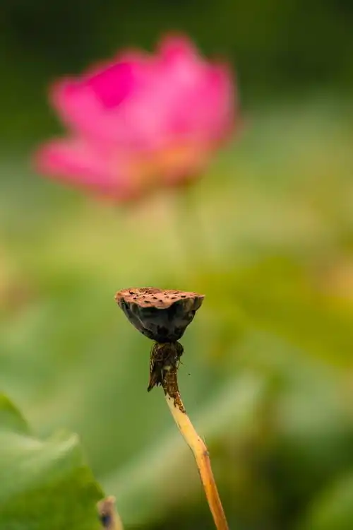5句荷花摄影口诀,新手拍荷花想好看,要会走捷径