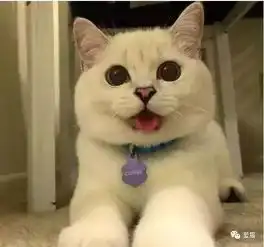 猫咪吐舌头是为了卖萌其实不是,而是