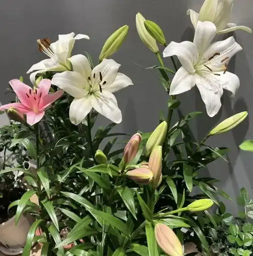 百合花能吃吗这3种可以食用,其它的都不能吃,小心中毒