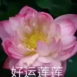 你丈母娘突然的微博微博