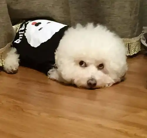 养比熊犬路上的6大难题,所有铲屎官都遇到过