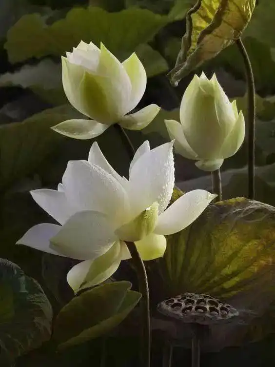 蕴意荷花情