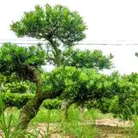 罗汉松广西罗汉松罗汉松特价苗广西北海万松园罗汉松基地13907792878