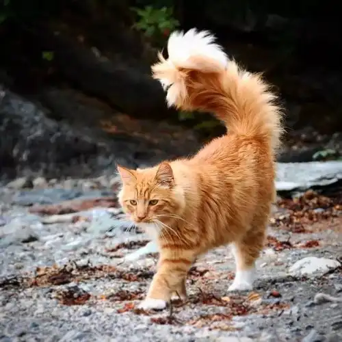 十橘九胖这只长成小松鼠的小奶猫,帅到突破天际绝对的冒险家一枚
