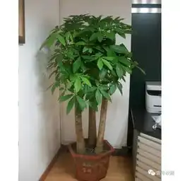 史上最全的吸毒植物,摆在家里胜过空气净化器,既美化家居,还能让你多活10年搜狐时尚搜狐网