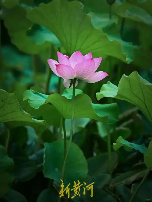 微信头像莲花唯美高清夏至