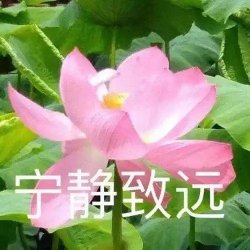 请问有什么不会被父母吐槽的头像