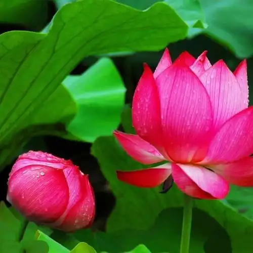 花花有人爱,随心下载