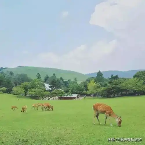 奈良除了萌鹿,还有许多让你再三前来的理由