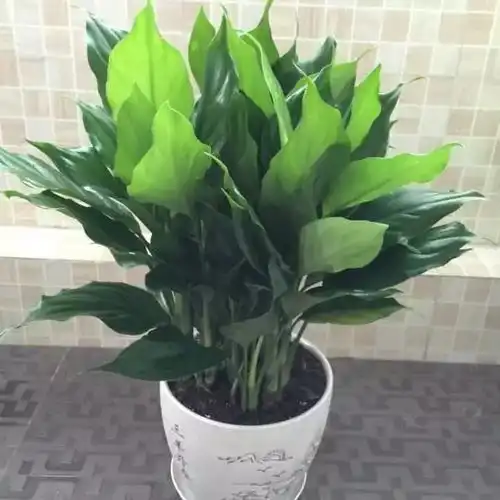 注意家里养这些花,可能会致命