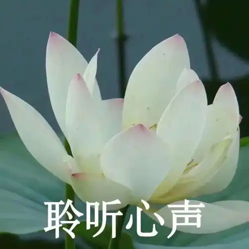 中老年头像20张