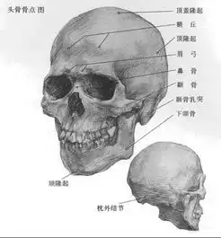 脸部构成分析