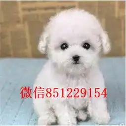 洛阳狗场繁殖出售棉花糖版比熊犬疫苗驱虫均已做好