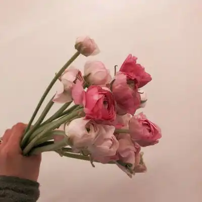 带来好运的微信头像花微信最吉利的好看头像