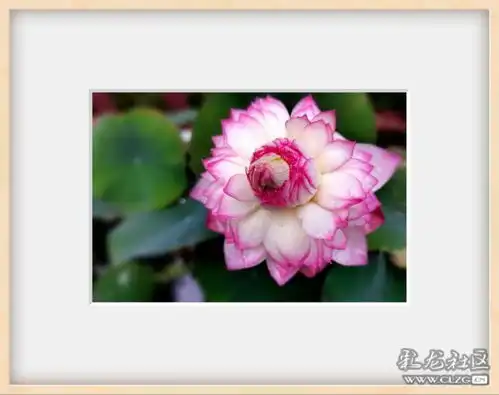 小暑荷花个展