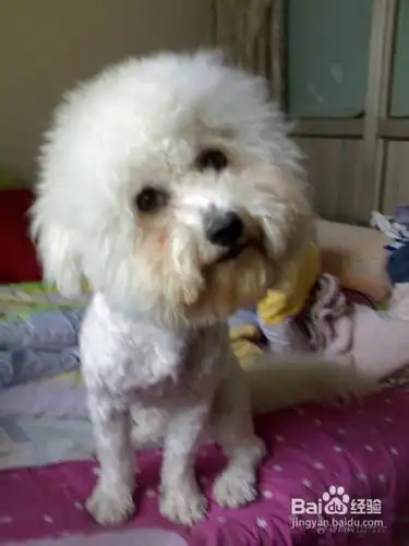 怎样让你的比熊犬成为社交高手