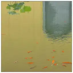 禅韵妙境东方之美禅意摄影的创作理念与表现技巧