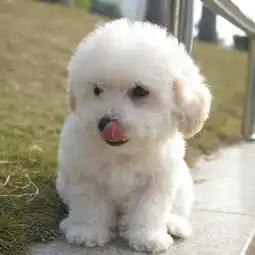 韩国引进大眼睛甜美脸型比熊幼犬保纯种健康质保终身