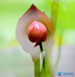 缸荷韵味浓