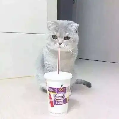 情侣喵头像图片,可爱的猫咪主人的最爱了