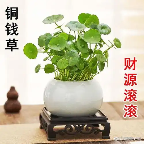 铜钱草的养殖方法和注意,打造绿意盎然的家居环境