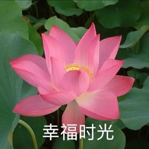 莲花头像我要靠着它们,打入中老年人俱乐部