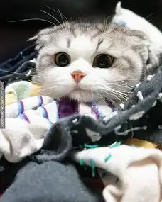 萌到爆的大脸猫咪图片素材大脸也可以萌到爆