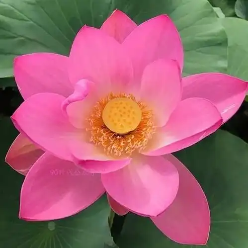 铁汁们,谁知道关于莲花的头像啊