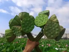 弥勒百亩荷花齐开放,美到爆快来赏荷花,摘莲米,吃美食