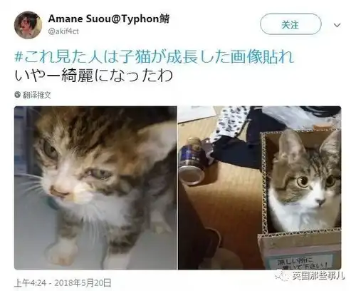 岁月这把无情刀,糊了暹罗的毛,肥了橘猫的腰,幻灭无数小奶猫