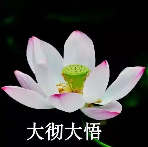 有什么适合和家里人一起用的头像