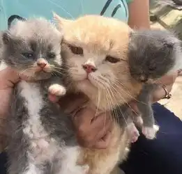 主人带着小奶猫去认亲,结果大猫一脸嫌弃