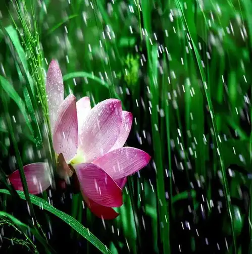 拍出好看的荷花,雨后是一个不错的拍摄时机