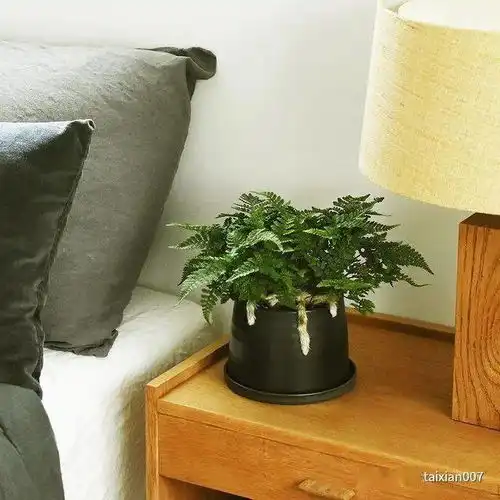 适合养在室内的狼尾蕨禅意盆栽
