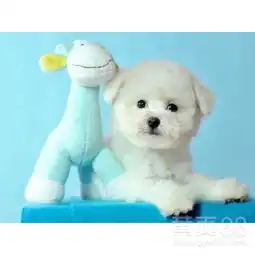 比熊好养吗比熊多少钱北京华升犬业直销比熊幼犬-黄页88网