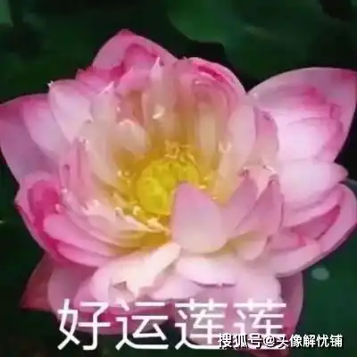 适合爸妈头像风格系列,微信朋友圈专用