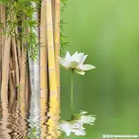 最漂亮的白莲花头像图片微信头像图片大全