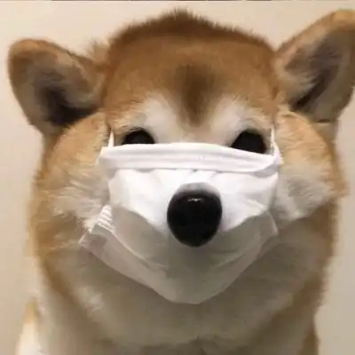 是小旺财啊,宠物头像
