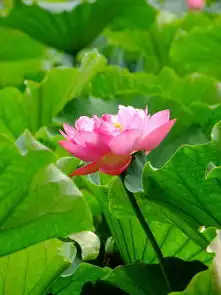 华岩寺赏荷花
